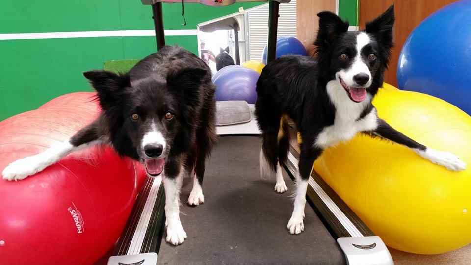 Gun and Ripple in the gym at Dynamic K9s